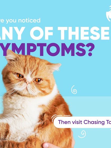 Chasing Tails - Veterinary Care & Hospital Services Feline Health Watch photo 11