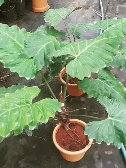 The Philodendron 'corsinianum' is a rare hybrid with large, impressive leaves. It's a statement plant that adds a tropical jungle feel to any indoor space, perfect for an experienced plant parent.