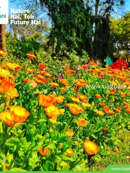 A wide shot of a dense Calendula flower bed, creating a stunning visual impact with its vibrant color.