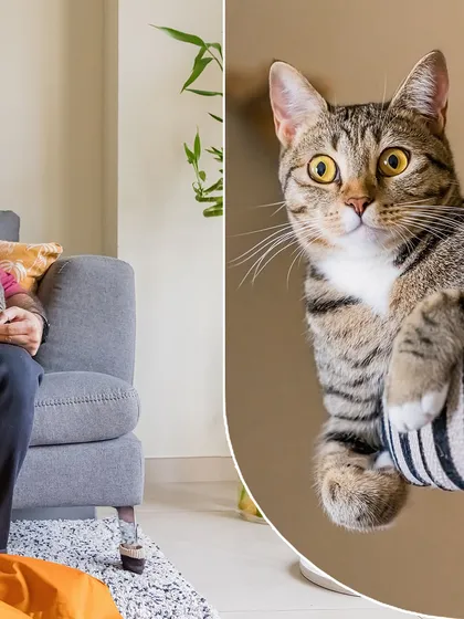 A collage featuring Olive the cat. The main image shows her unique personality, while the inset captures a quiet moment with her dad on the couch.