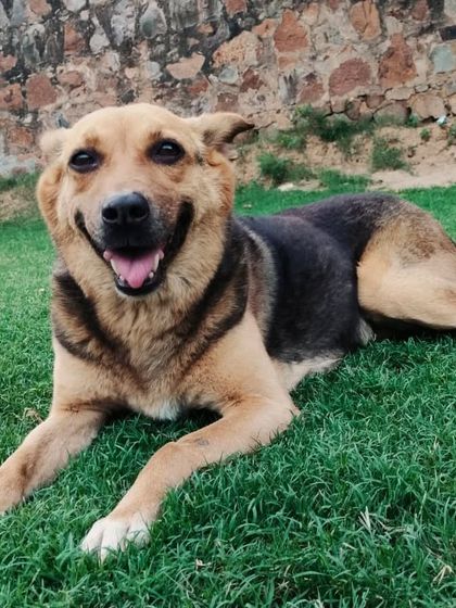 This happy face says it all. Our playgrounds are a safe and stimulating environment where dogs can socialize and just be dogs.