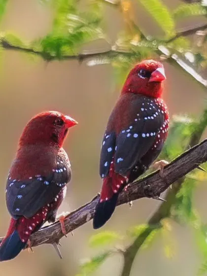 A pair of Red Munias. These small finches are often found in grassy or scrubby habitats near water.