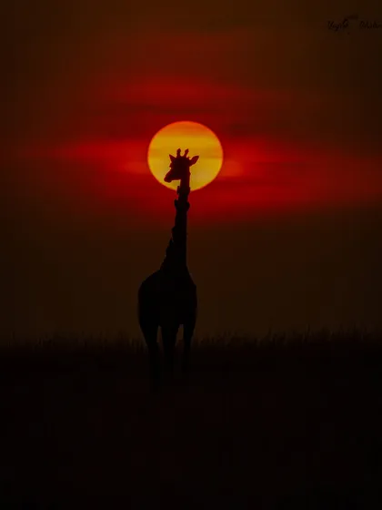 Photography is an art, and silhouettes are one of its most beautiful expressions. By placing this giraffe perfectly against the setting sun, we create a powerful, emotional image. I teach my students how to master light and exposure to paint these dramatic scenes, turning a simple sunset into a masterpiece.