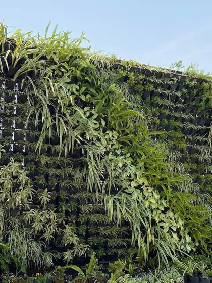 A detailed shot of a newly planted vertical garden. You can see the variety of textures, from the fine leaves of ferns to the broader leaves of other foliage plants, which will grow in to create a dense green carpet.