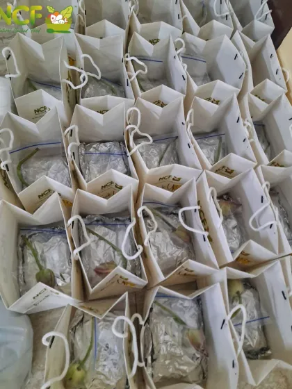 A bulk order of delightful Khechri, packed in individual bags and ready to go.