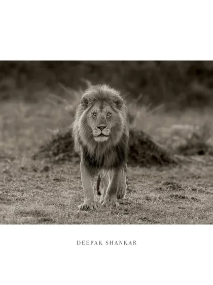 These images further explore the lives of Africa's big cats, from quiet portraits and family interactions to the drama of the hunt. Each one is a piece of the larger narrative we build on safari.