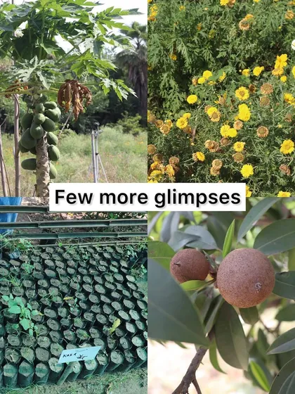 More beautiful glimpses from the farm, including papaya trees, marigold flowers, and saplings ready for planting. Connecting with where our food comes from is a key part of sustainable living.