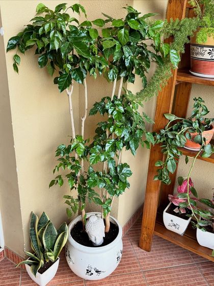 This large China Doll plant in a beautiful white pot is the star of this repurposed balcony corner. The Buddha head inside the pot adds a touch of serenity to the lush foliage.