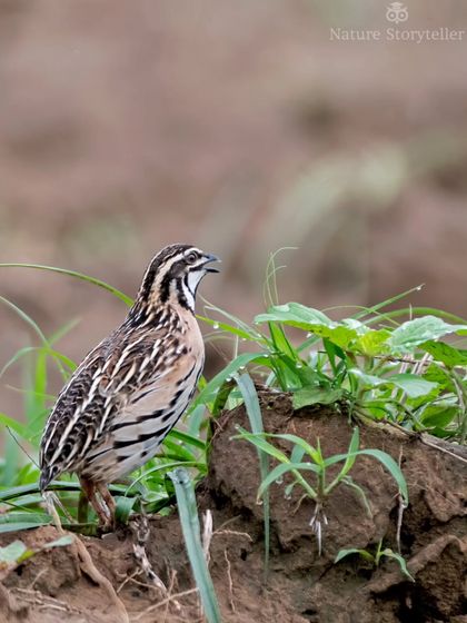 A Rain Quail calling for its mate. These birds are incredibly elusive, and we were lucky to get this shot as it briefly stood on a mound.