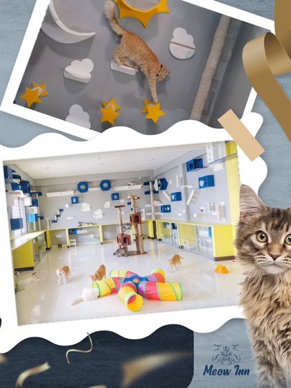 Meow Inn - Cat Lounge & Play Sessions Our Cat Paradise: A Tour of the Lounge photo 9