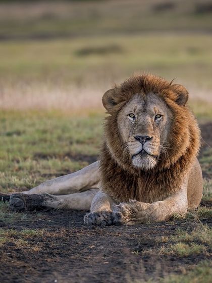 A close-up portrait of a Serengeti king. His gaze is direct and powerful, a window into the soul of one of Africa's most iconic animals.