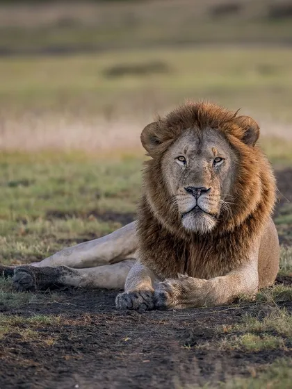 These images further explore the lives of Africa's big cats, from quiet portraits and family interactions to the drama of the hunt. Each one is a piece of the larger narrative we build on safari.