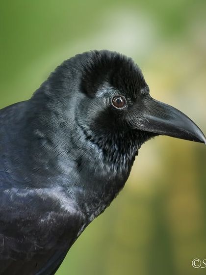 Avian Wonders: A World of Wings photo 91