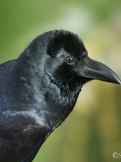 A close-up portrait of a Large-billed Crow. Often overlooked, crows are highly intelligent birds with complex social structures.