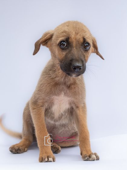 The face that could melt any heart. This puppy's soulful eyes tell a story of resilience and hope for a better future.
