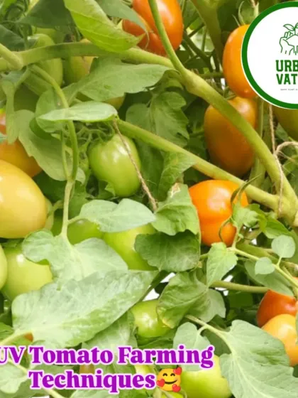 A vine loaded with tomatoes at different stages of ripening, showing the continuous production cycle we aim for.