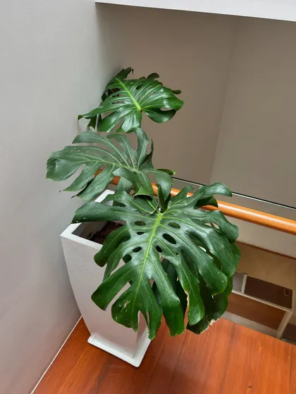 A Monstera plant on a staircase landing, captured during a routine plant check-up. We love seeing our plants thrive and fill the spaces they were designed for.
