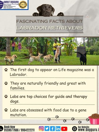 Dog Guru - K9 Security & Detection Services Meet Our K9 Breeds photo 3