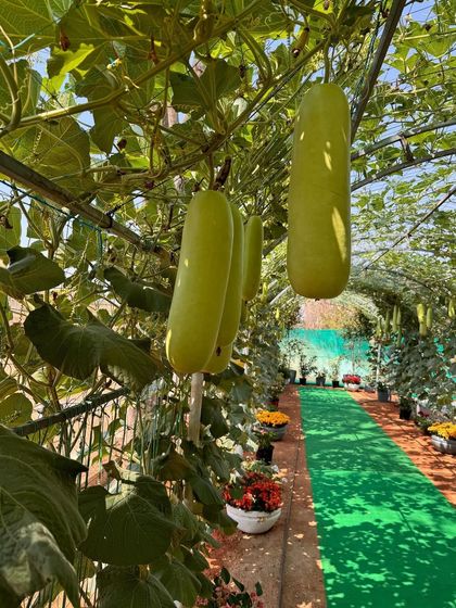 A look at our crop show, where we cultivated over 100 varieties of vegetables in just one acre. This showcases our expertise in tissue culture, biotechnology, and seed production.