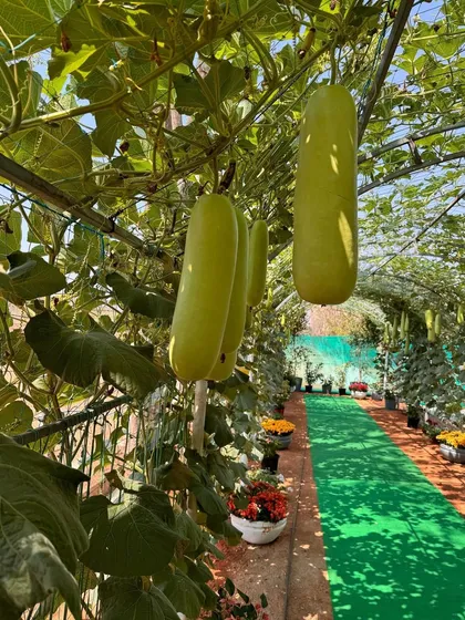 A tunnel of bottle gourds at our crop show. This demonstrates innovative growing techniques that maximize space and yield, part of our commitment to agricultural innovation.
