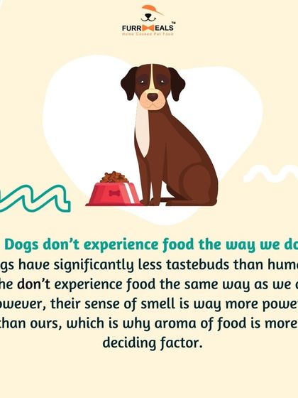 Dealing with a picky eater? This series explains why dogs become fussy, how their sense of smell is more important than taste, and the steps you can take to break the cycle of picky eating.