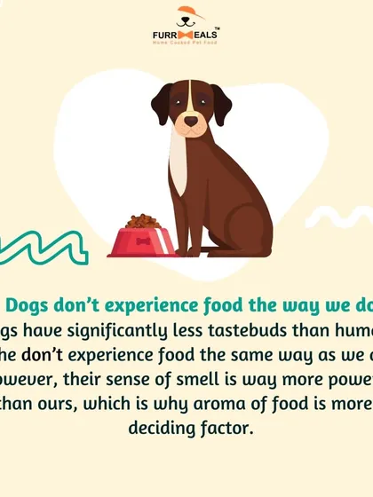 This extensive library of educational content covers everything a pet parent needs to know, from the benefits of turmeric and moringa to tips for hydration, sleep, dental health, and raising a new puppy.