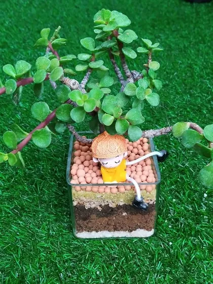A wider view of the jade plant terrarium, showing the full plant. This type of open terrarium is easy to care for and makes a wonderful, long-lasting gift.