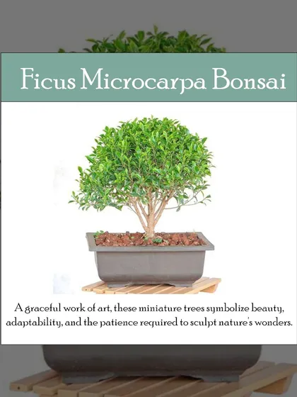 The Ficus Microcarpa Bonsai is a living work of art. This miniature tree, with its graceful shape and lush green canopy, symbolizes beauty and adaptability, making it a sophisticated and meaningful gift or a centerpiece for a zen-inspired space.
