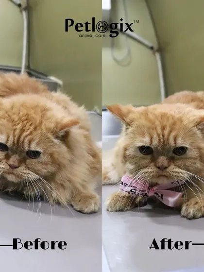 We groom our feline friends too. This Persian cat received a gentle grooming session, leaving them looking neat and feeling comfortable, without the stress of leaving home.