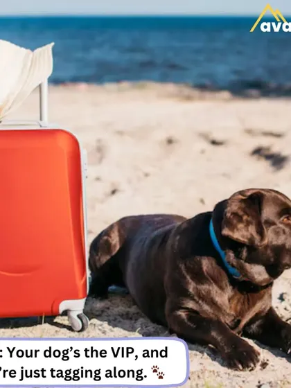 This is the vacation your pet dreams of. I find getaways where your furry friend is the true VIP, and you are just their favorite travel companion. This chocolate Labrador is relaxing on a beach next to its luggage, fully embracing the holiday spirit.