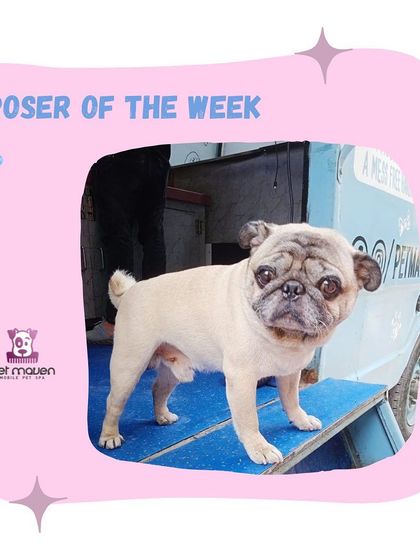 This charming Pug is striking a pose on the ramp of our mobile grooming van. We make sure even short-haired breeds get the full spa treatment to keep their coats shiny and healthy.