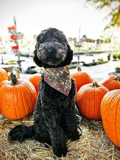 Tulsa Dog Trainer - Immersive Board & Train Programs Board & Train Graduates photo 130