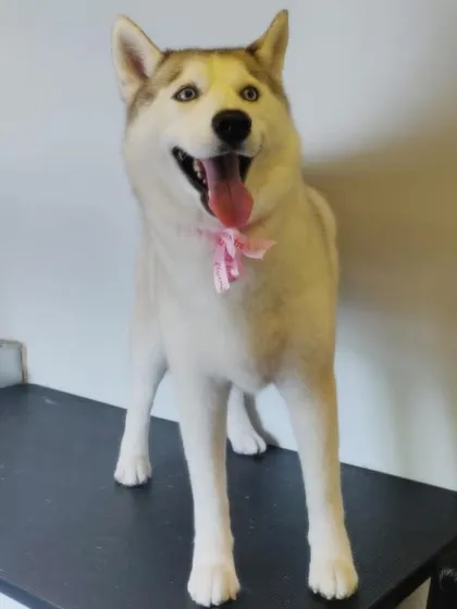 This beautiful white Husky is glowing after its grooming session. Proper grooming helps maintain their stunning double coat.