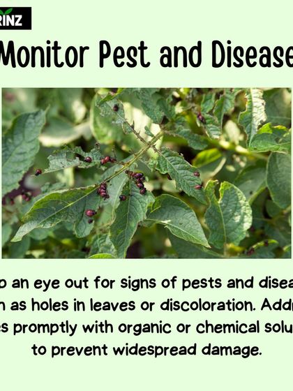 Hygrinz - Garden Maintenance Gardening Know-How: Tips & Techniques photo 25