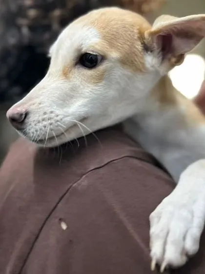 Butter looking over his rescuer's shoulder. He is a sweet boy who gets along well with other dogs and humans.