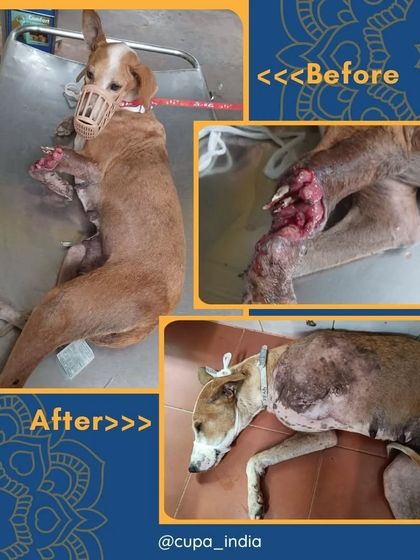 Cupa - Emergency Animal Rescue & Treatment Our Impact in Numbers photo 15