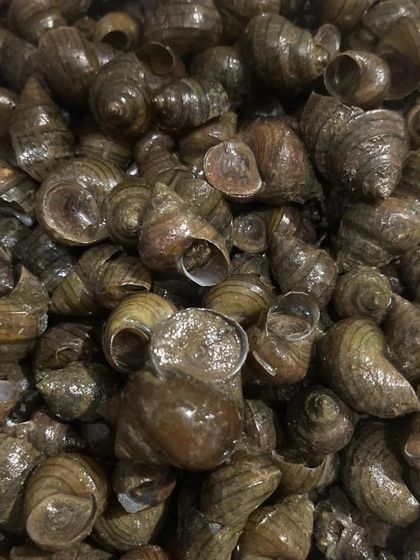 A full batch of the round snails. Like my other rare ingredients, these are available only when I can source them fresh.