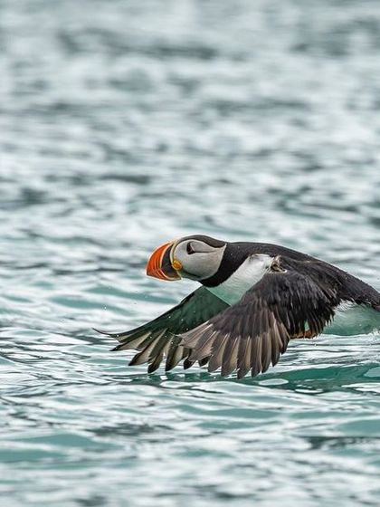 A puffin in full flight, gliding just above the water's surface.