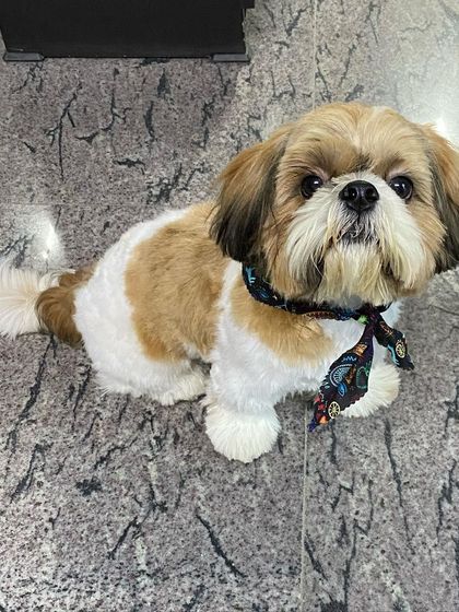 Leo the Shih Tzu is looking up, showing off his clean trim and sweet face.