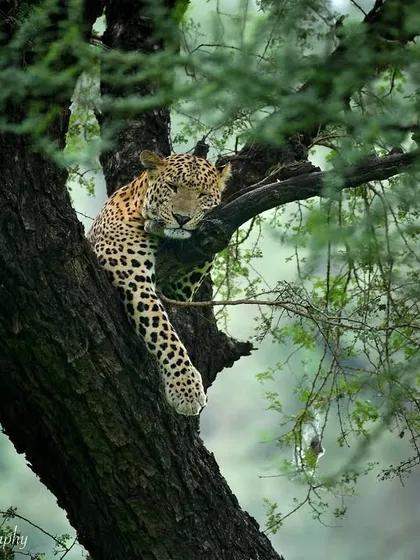 A lazy Sunday mood, perfectly embodied by this leopard lounging in a tree in Jhalana. Finding them like this, relaxed and in their element, offers a glimpse into their quieter moments, away from the constant struggle for survival.