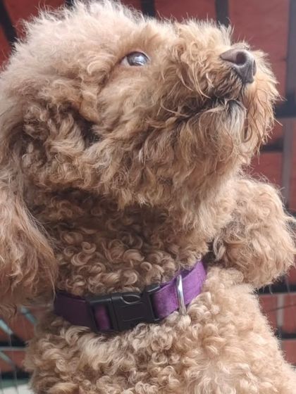 This fluffy Poodle is looking majestic. We welcome all breeds, big and small.