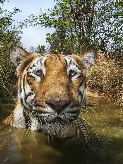 A tiger enjoys a 'natural spa' session, soaking in a cool waterhole to escape the summer heat. I observed this individual returning to this spot regularly, always entering the water in reverse before settling in.