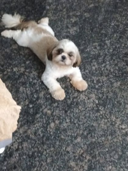 Wooflezpetcare - At-Home Pet Grooming Small Dog Styling photo 8