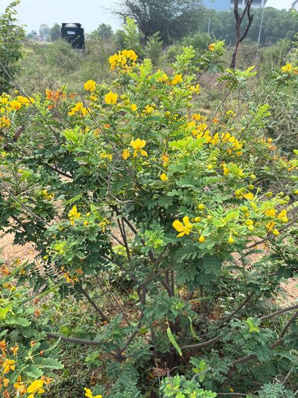 A full view of a healthy Aanval shrub, showcasing its dense foliage and abundant yellow blooms. This plant is a key species we use to bring life back to tough terrains.