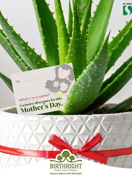 An Aloe plant, a symbol of healing and protection, makes a perfect Mother's Day gift. It's a living tribute to the endless care and love that mothers provide.
