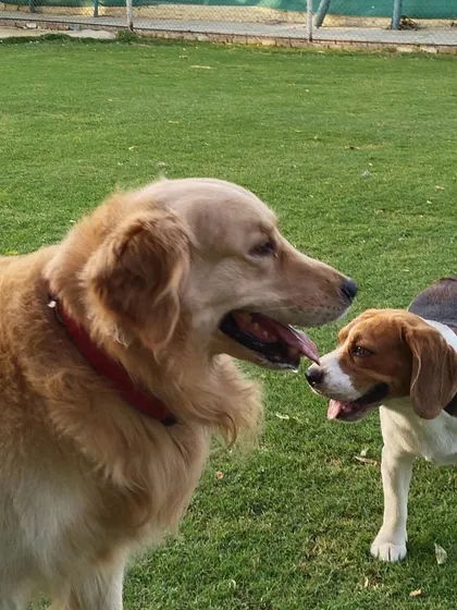 A gentle giant and a little friend sharing a moment. We carefully supervise all interactions to ensure positive and safe socialization for everyone.