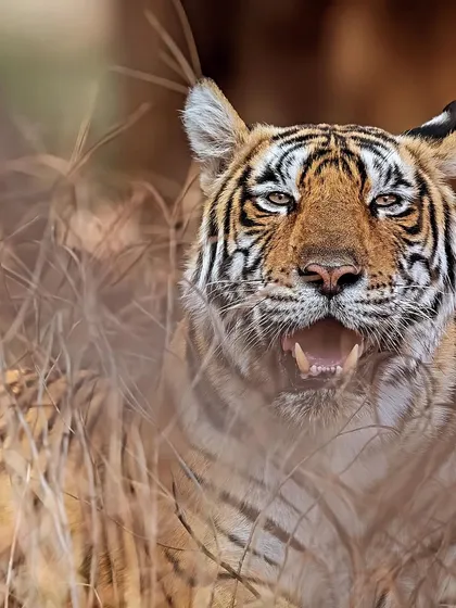 Riddhi T124, the ruler of the lakes, peers through the tall grass. This shot captures her confidence and her connection to her territory.