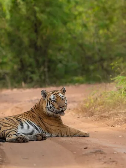 A tigress resting on a dirt road in Bandhavgarh, a classic sighting in this beautiful park.