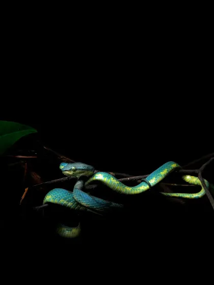 The rare and elusive blue morph of a Bamboo Pit Viper. Interestingly, recent studies suggest that all blue morphs are males, a fascinating fact I learned in the field.