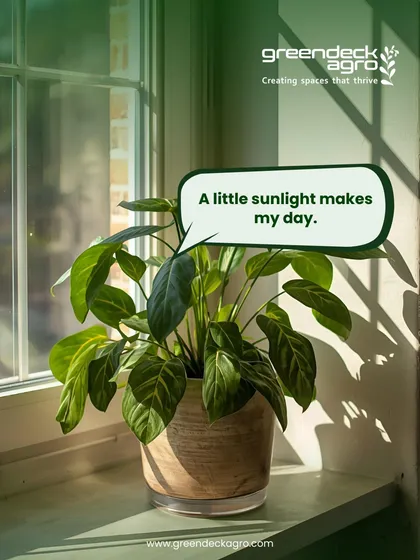 A little sunlight can make a plant's day, but too much can be harmful. We help you with optimal placement to ensure your plants get the right amount of light.
